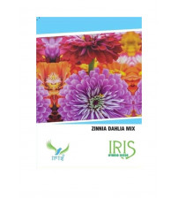 Iris Imported Zinnia Dahlia Mix Seeds 15 Seeds